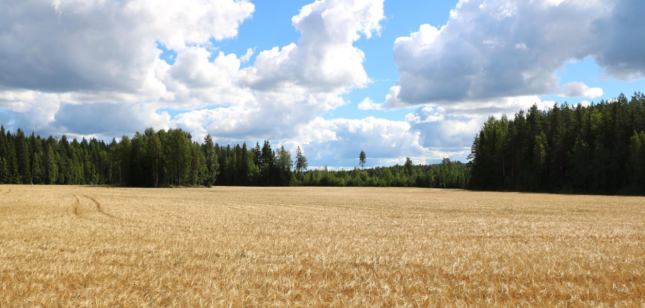 Kuvituskuva pelto.
